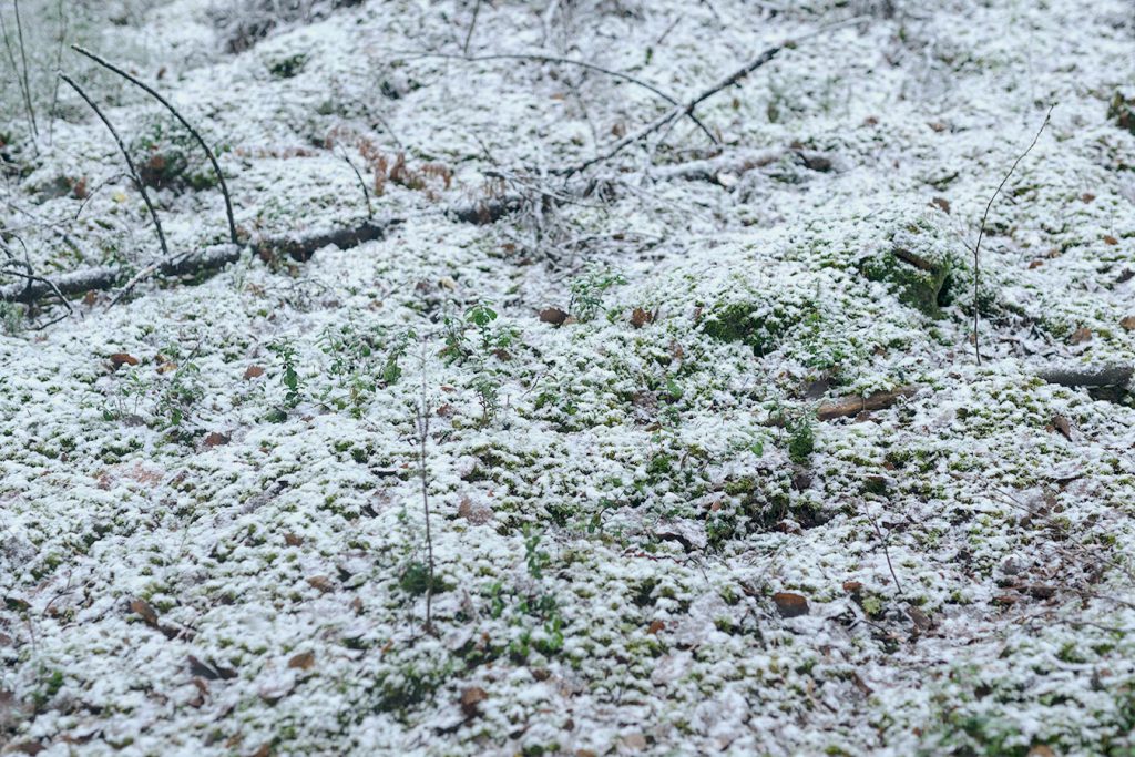 Lumi peittää metsän. Yleensä loppusyksyn ensilumi ja pakkaset palelluttavat sienet.