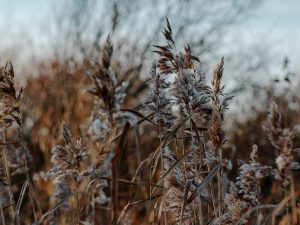 Reed in Lammassaari, Helsinki